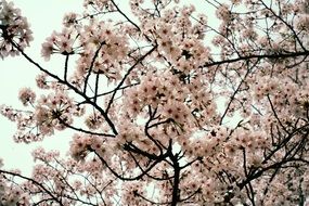 pink cherry tree in Japan