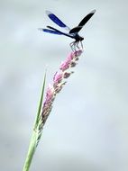 blue dragonfly on a pink wildflower