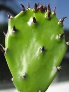 Green Fresh cactus