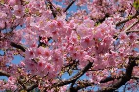 Growing beautiful cherry trees in Tokyo