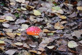 Fly agaric Mushroom on a forest ground