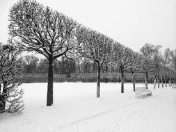 trees near the catherine's palace in winter