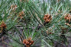 picturesque Pine Tree, bulgaria