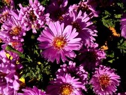 magical Autumn Flower