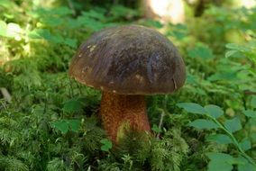 Brown machroom Forest Nature