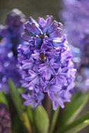 Flowers Hyacinth