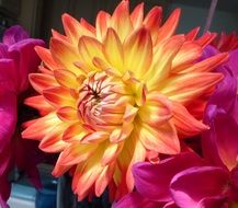 yellow with red dahlia flower