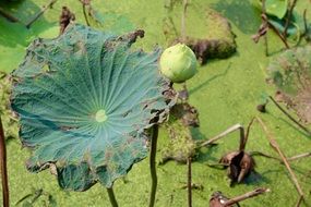 wonderful Lotus Leaves