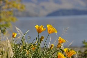 yellow poppies are wild flowers