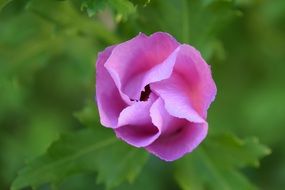 purple hibiscus on a green bush close-up on blurred background