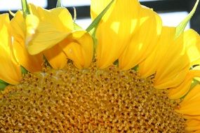 sunflower colors