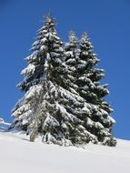 snow-covered spruce on a clear sunny day