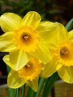 delicate daffodils in easter time close-up on blurred background