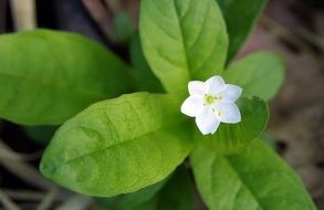 Lysimachia europaea, chickweed-wintergreen, blooming plant