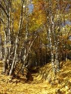 trail among the autumn golden forest