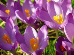 bushes of purple crocuses