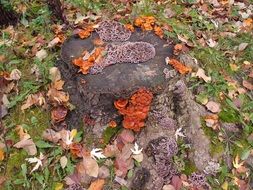 red fungi on a stump in a forest