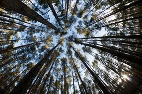 tall Trees in Forest, bottom view