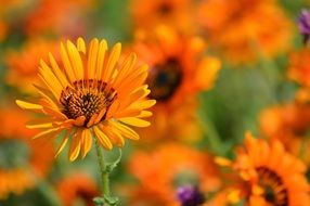 closeup photo of sea of orange marguerites