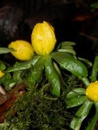 Winter aconite, wet wildflowers at dark background