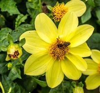 flower blossom macro