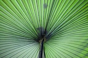 huge green leaf close up