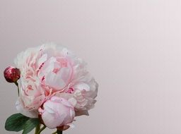 white-pink peony with a bud closeup