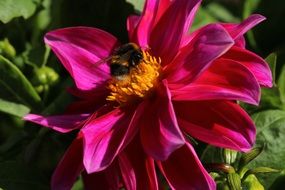 insect on a bright pink flower close up