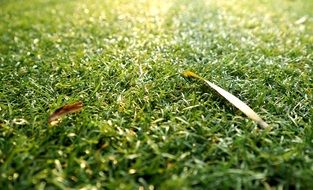 autumn leaves on green grass close-up