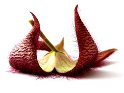 Flower of Stapelia lays upside down on white surface