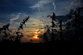 landscape of sunset behind the clouds on the background of plants