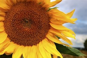 Macro photo of handsomely sunflower in Ukraine