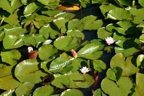 marsh water lilies