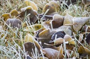 dried autumn leaves in hoarfrost close-up