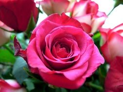 pink-white roses in a bouquet