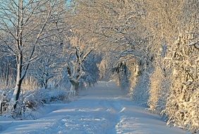 Snowy Forest Winter season