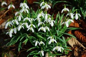bush of snowdrops on dry foliage