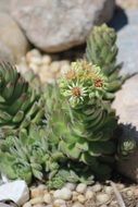 green fleshy plant among the stones