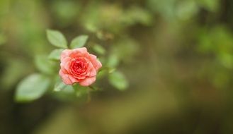 Macro photo of the pink rose flower