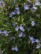 tiny blue rosemary flowers