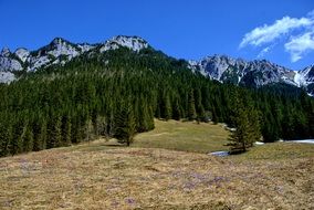 Tatry Kościeliska Green Valley Forest view