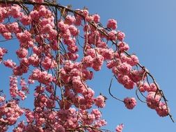 amazing pink cherry tree blossoms