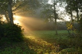 Sunrise in the beautiful green forest