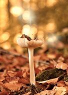 mushroom on a thin long leg on dry foliage