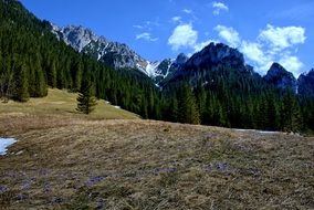 Tatry KoÅcieliska Valley Forest scene