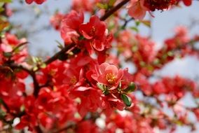 tree in red flowering closeup