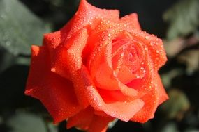 Macro photo of raindrops on a pink rose