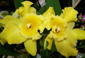 Orchid Yellow Flower macro