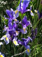 purple irises in the meadow in the garden