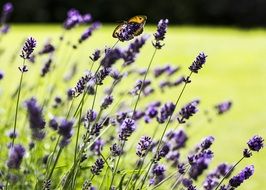butterfly on the lavender blossom